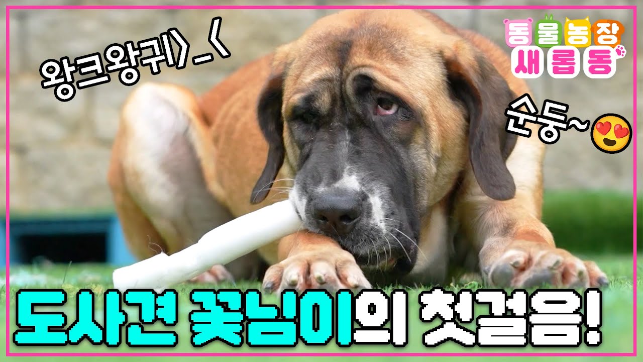 [#새롭동물농장] 도사견 꽃님이의 평범한 나들이💐 식용견이 아닌 반려견으로서 내디딜 꽃님이의 행복한 첫걸음🥰 / EP.1187 #TV동물농장 #AnimalFarm #SBSstory