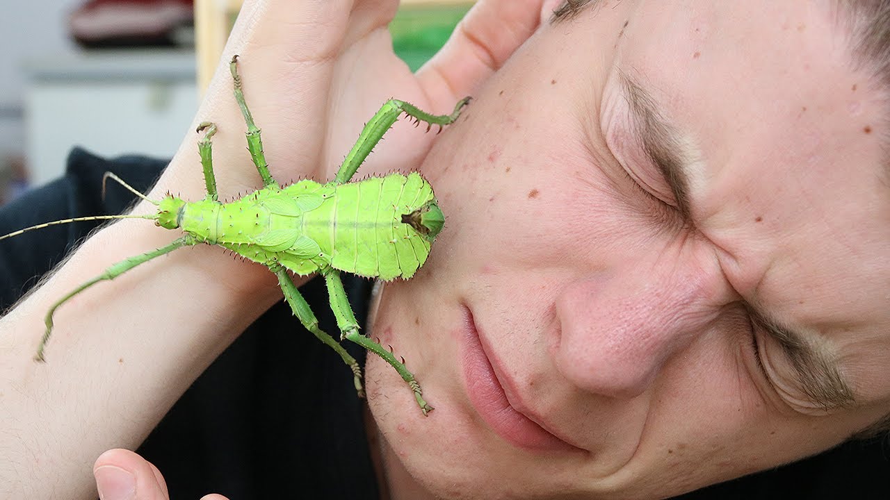 UN INSECTE UN PEU DANGEREUX ! - EUBLEPHARIS