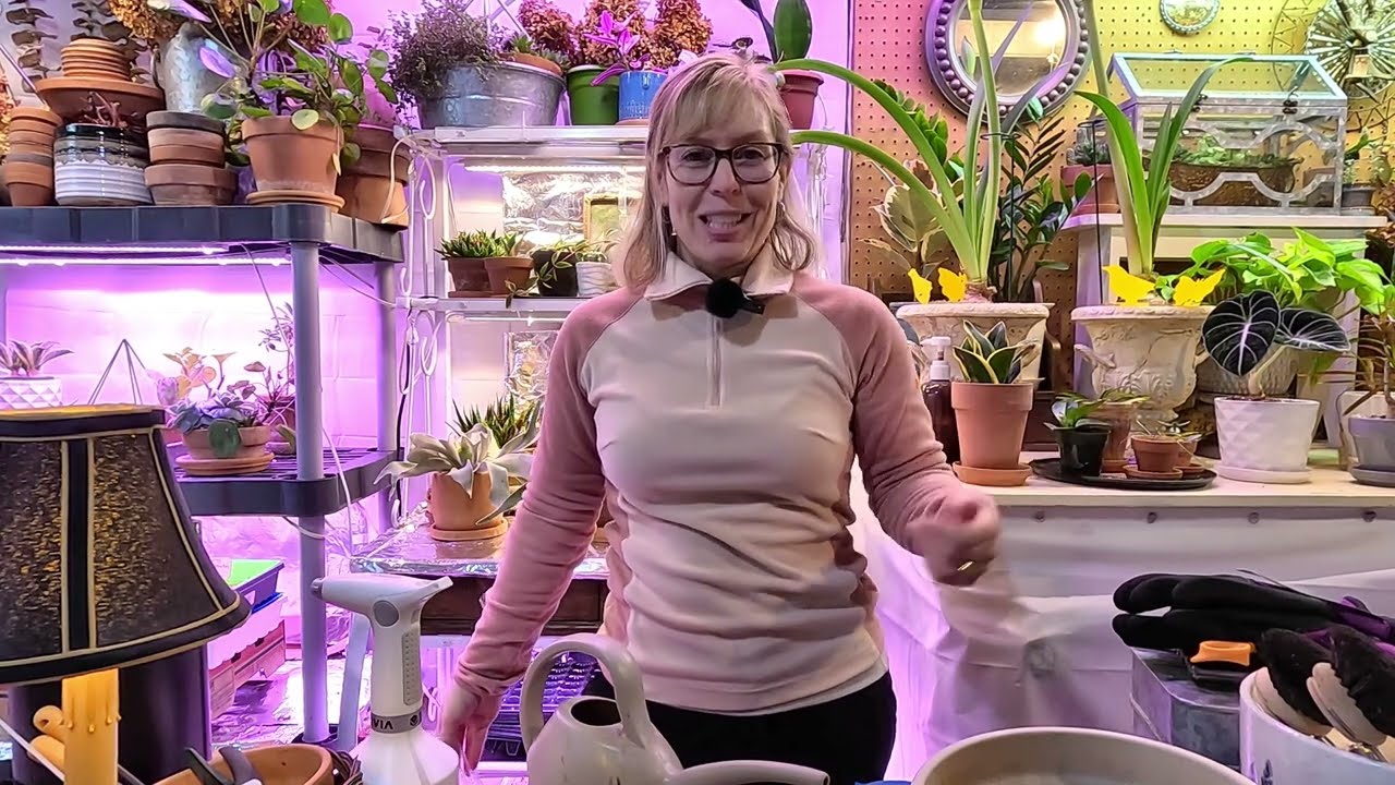 Staking Amaryllis 🌺~ Fungus Gnat Trea~ Repotting Ficus 🪴~ Seed Update 🌿 // Suburban Oasis