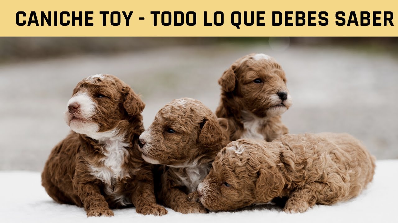 Criadero de Caniche Toy en España