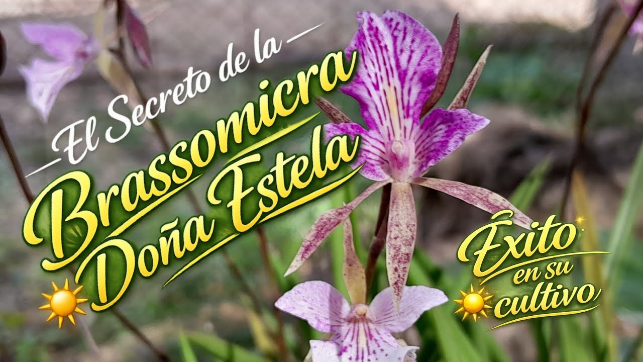 El secreto de la Brassomicra Doña Estela| Éxito en su cultivo