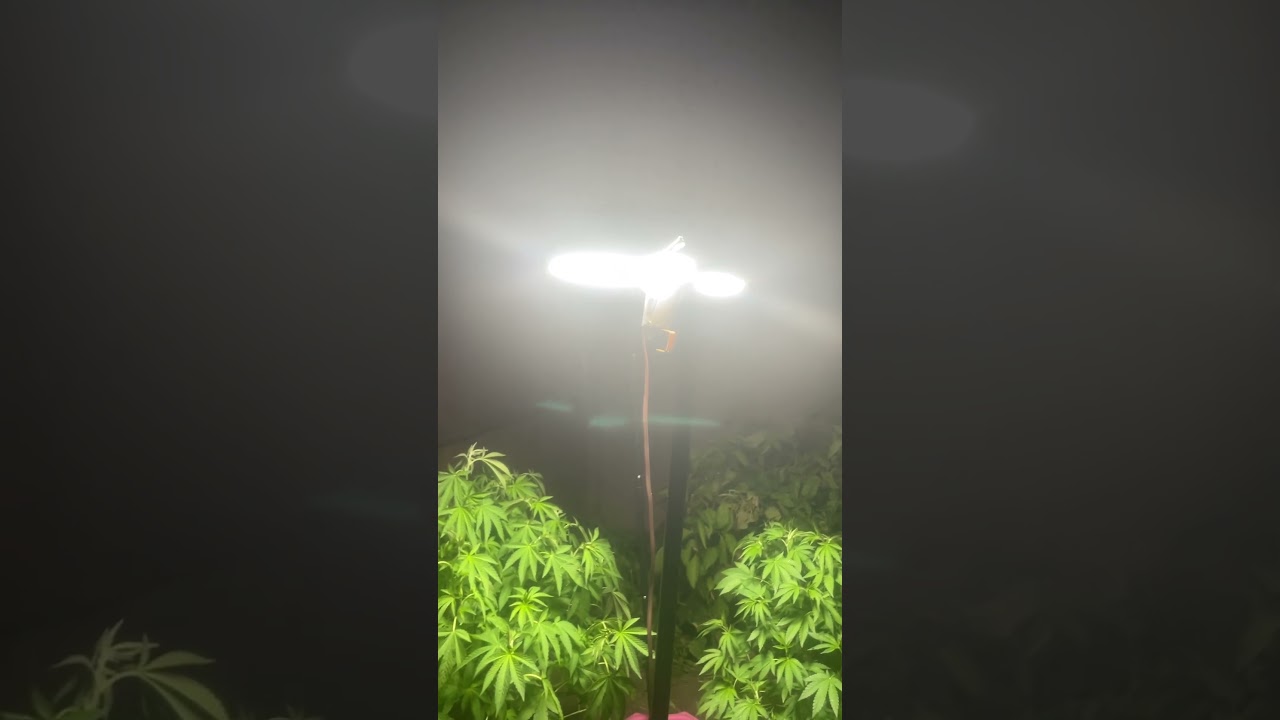 Tips & Tricks on how to Reveg #cannabis #cannabiseducation #outdoorgrow