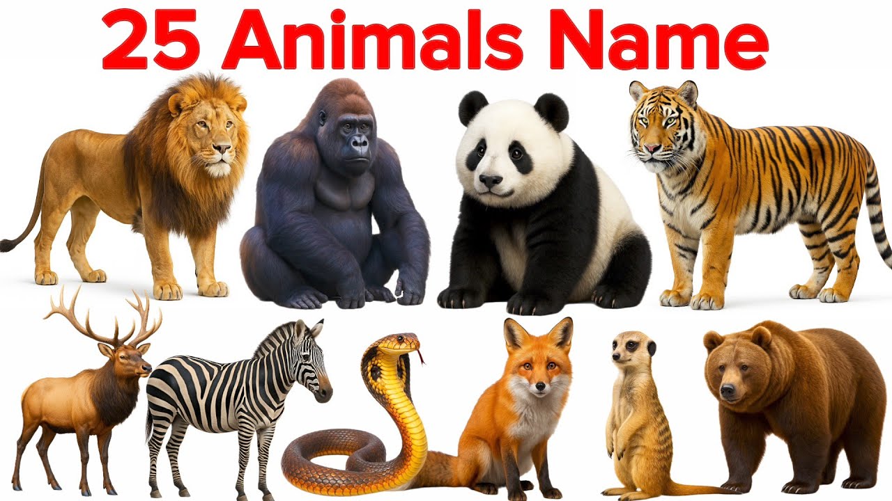 25 Animals Name English to Hindi | जानवरों के नाम सीखे | Learn Animals Name & Sound & Picture 