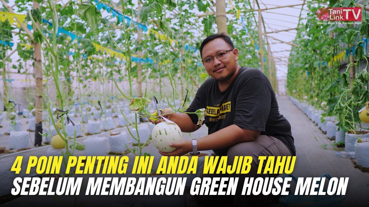 Menghitung Modal dan Keuntungan Budidaya Melon dalam Green House