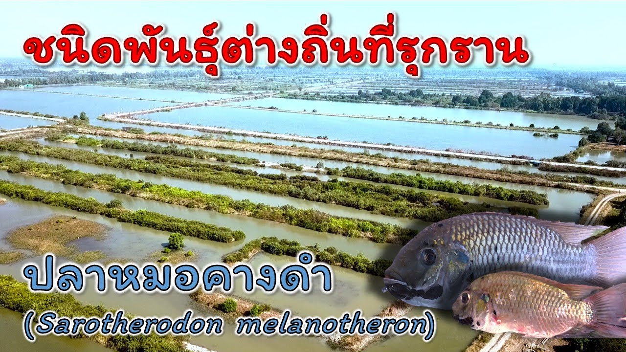 ชนิดพันธุ์ต่างถิ่นที่รุกราน : ปลาหมอคางดำ (Sarotherodon melanotheron)