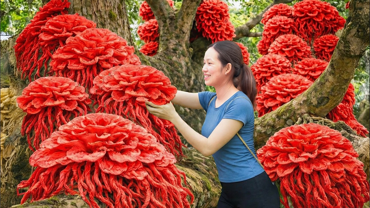 Harvesting Wild Red Mushrooms on Cliffs | Exploring Different Types of Forest Mushrooms