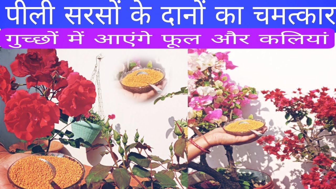 Pili sarson ke Dane ka pure garden mein magic /bumper flowers 🌹#fertilizer #flowers #gardening