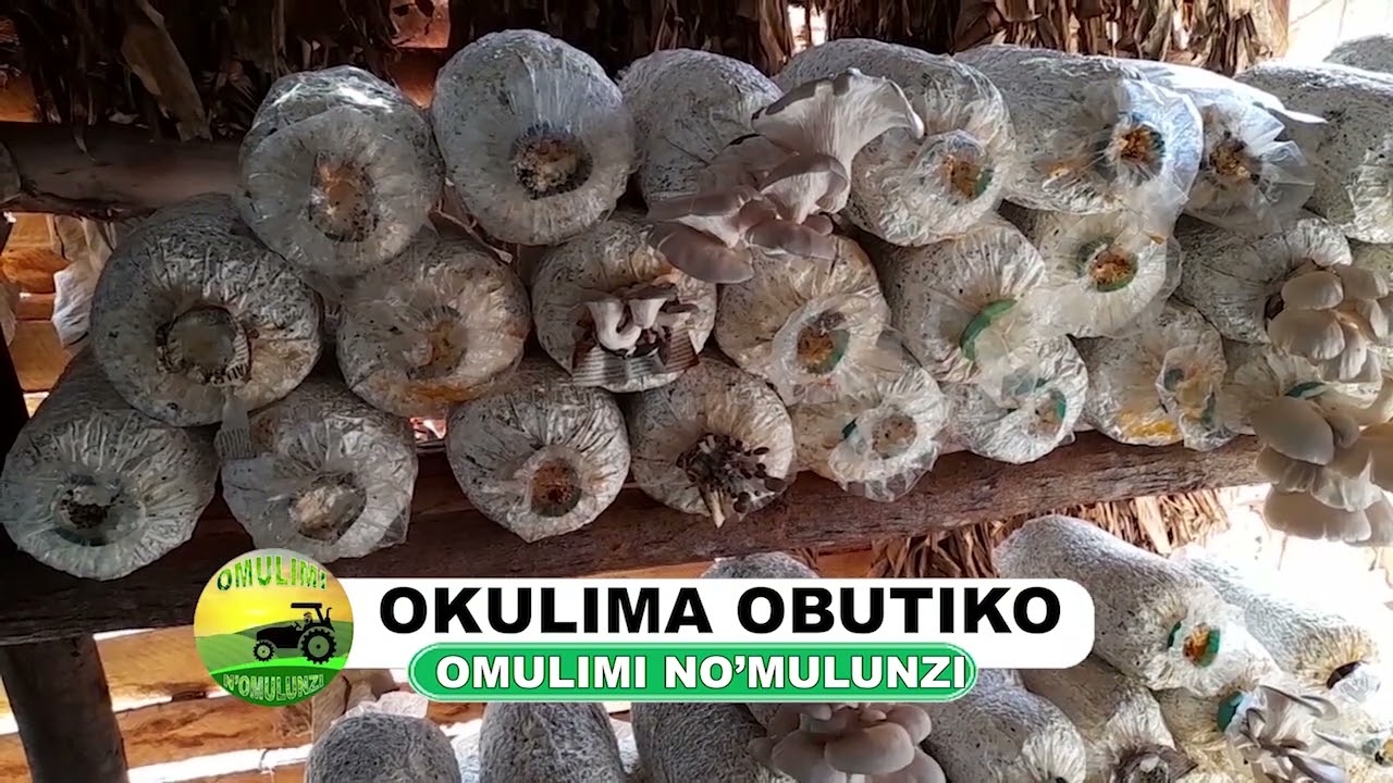 Okulima Obutiko part one