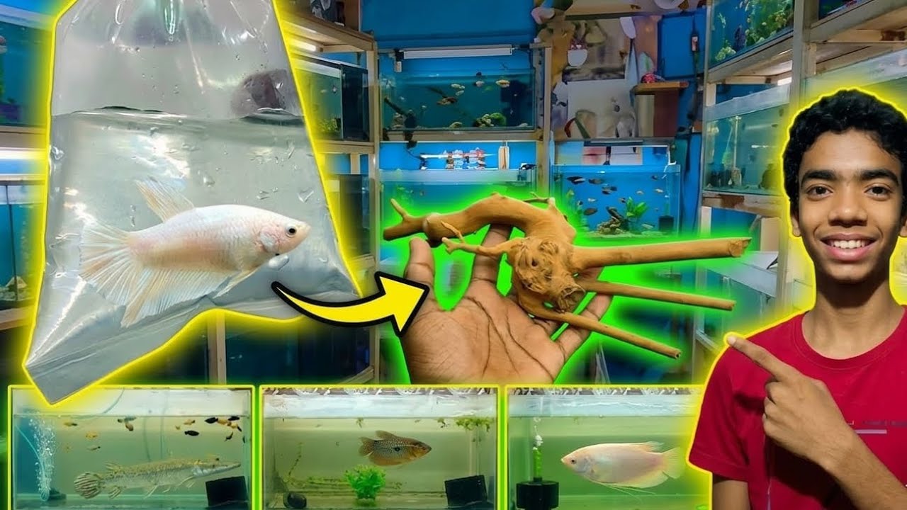 Buying a new golden and white mix beta fish female for our sky blue Beta fish male#subscribe