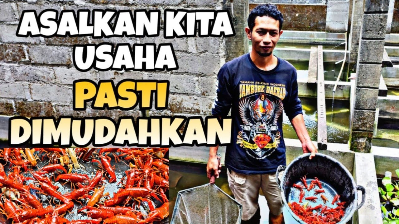 Sukses Budidaya Lobster Hias Dengan Kawin Masal