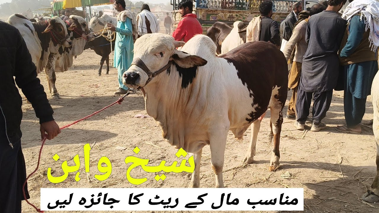 Sheikhwan Mandi Munasib Mall K Rate Ka Jaiza Lay | @MandiBoy8080 | Zeeshan khan 