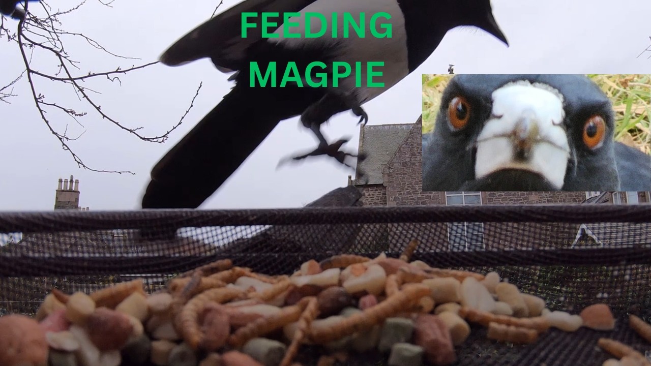 Magpie feeding