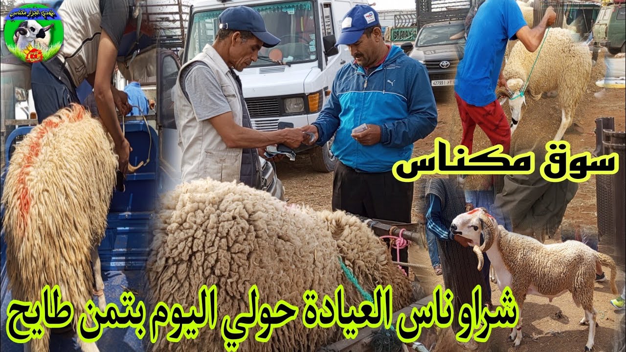 اليوم مباشرة/06/05/2024من سوق اربعاء مكناس ناس لقاو رخى وشراو حولي تاع عيد الأضحى