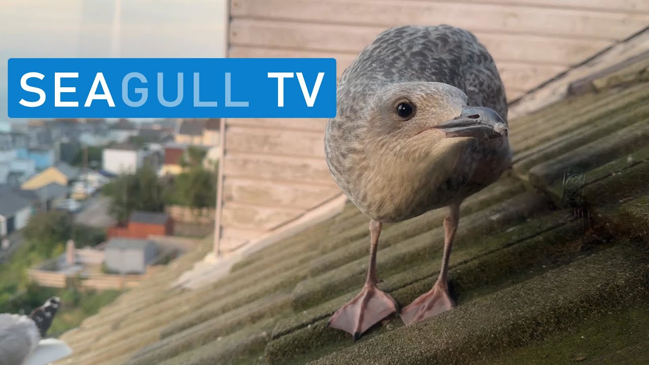 Finally One Brave Chick! - Seagull TV EP 94