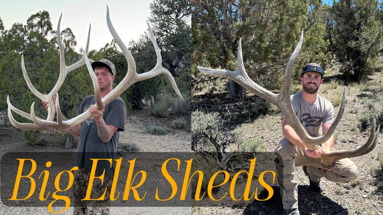2025 SHED HUNTING - Big Desert Elk Sheds