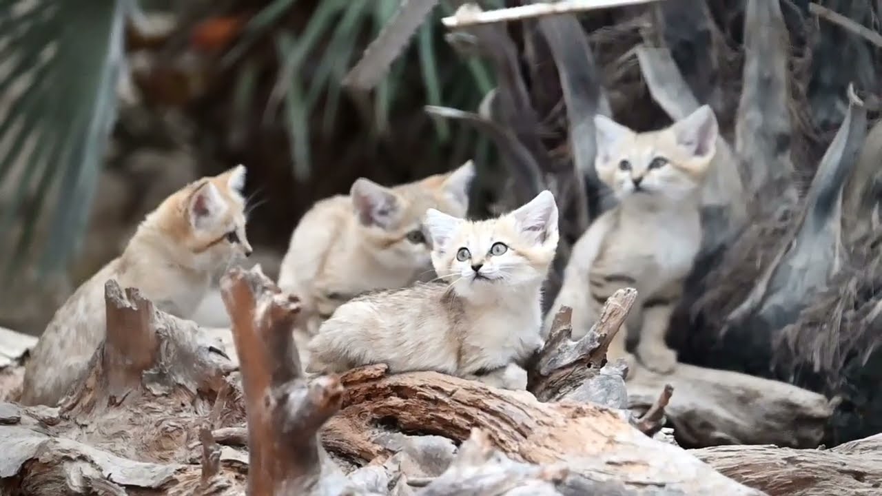 Les chat des sables au Parc des Félins - Sandcats are out at the Lumigny Safari Reserve - Paris