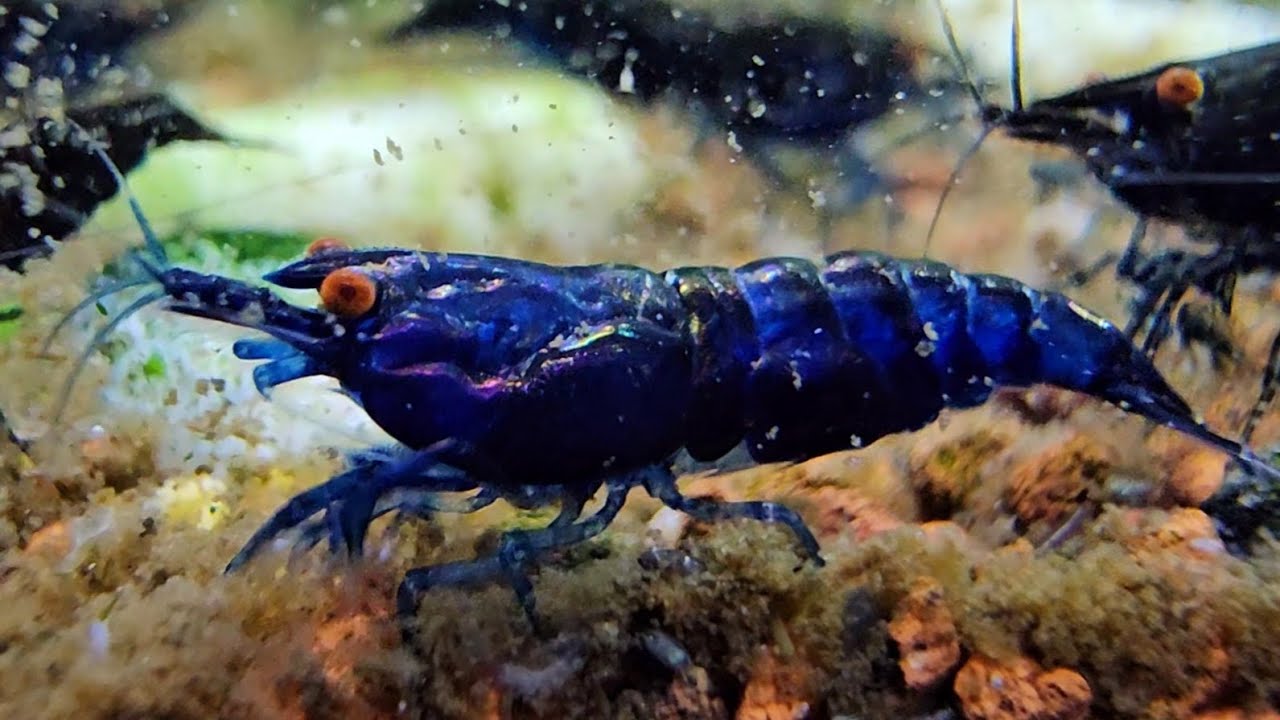 The wonderful colors of Neocaridina!