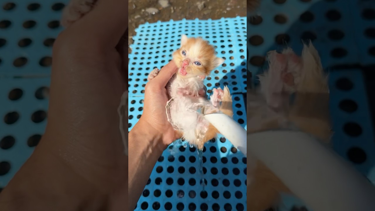 Rescue anak kucing yang terpisah dari induknya 🥹 