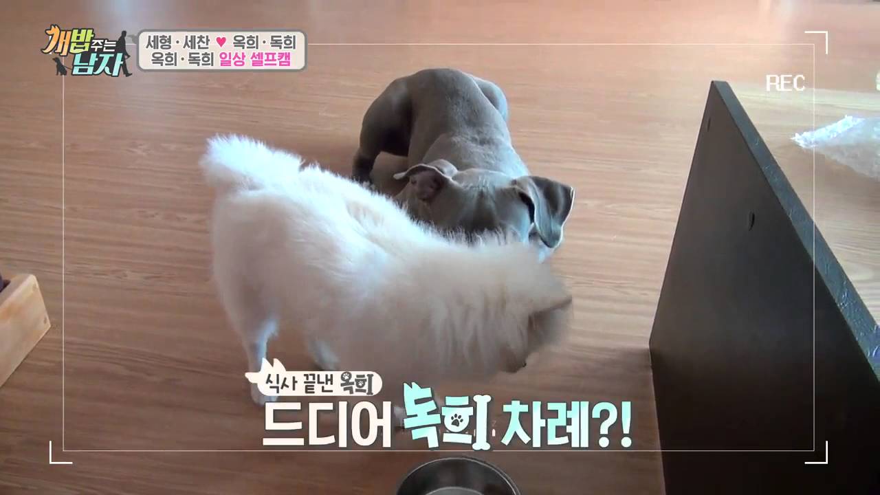 독희 가지고 노는 옥희?! #불쌍독희#독희빡침