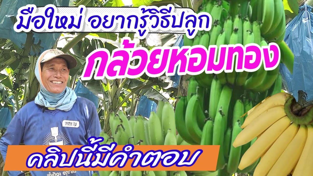 มือใหม่ อยากรู้วิธีปลูกกล้วยหอมทอง คลิปนี้มีคำตอบ