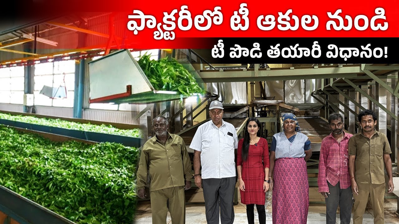 How is Tea Powder Made? Tea Powder Making Process in Telugu | Tea Powder Manufacturing Unit