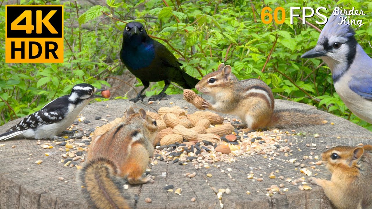 КОШКА ТВ 😺🐦‍⬛ Красивые летние птицы и белки 🐿 4K HDR