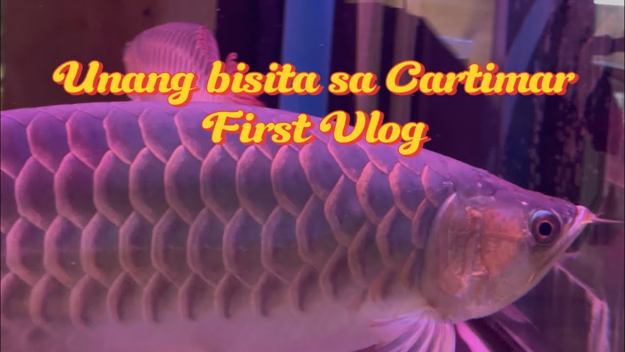 Presyuhan ng Isda sa Cartimar