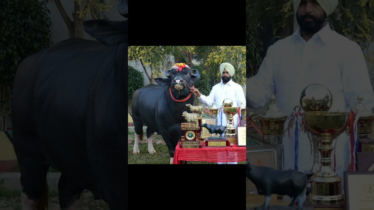 KOHINOOR (कोहीनूर)Nili Ravi Bull-wner-Sh Buta singh District-Moga PunjabNational ChampionBull #short