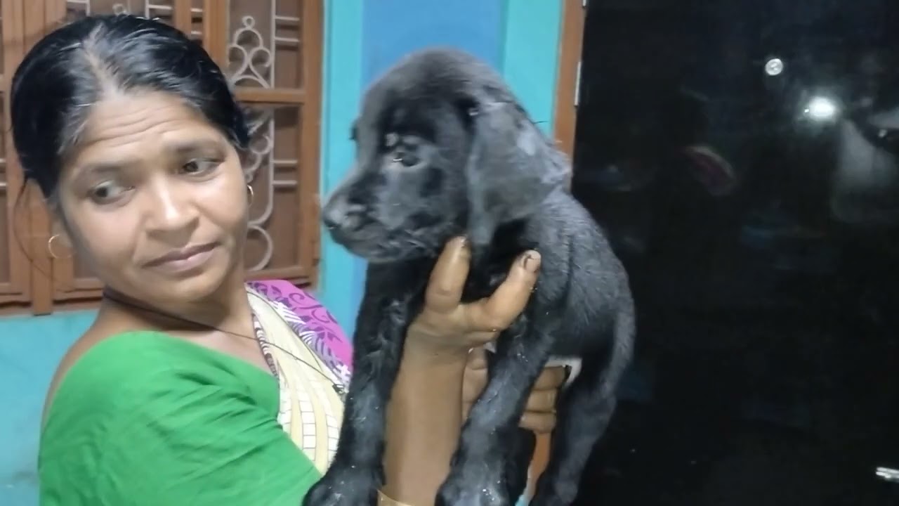 Quality Female Labrador from Royal k9 kennel