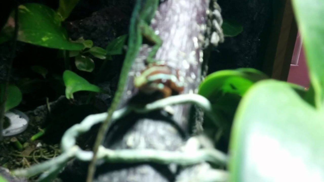 Epipedobathes anthonyi - poison dart frogs