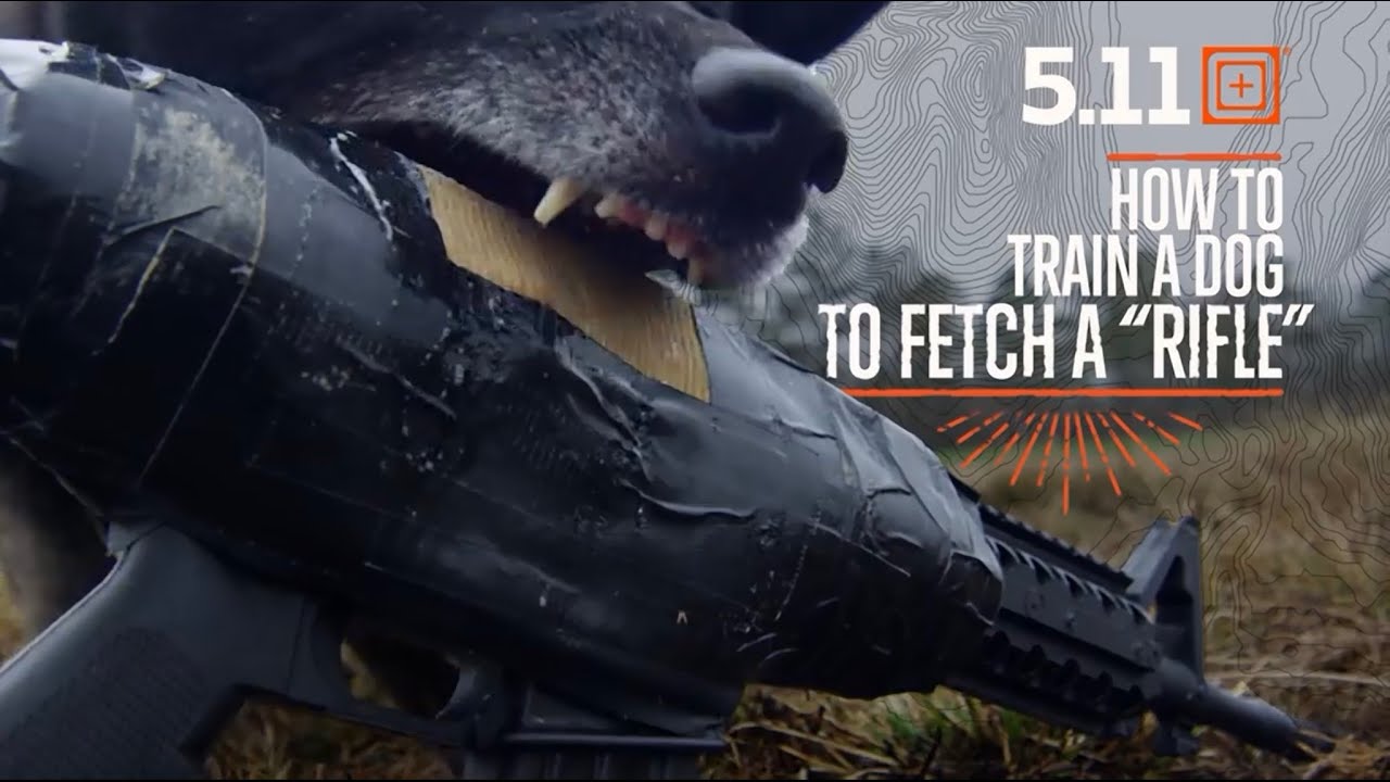 How To Train A Dog To Fetch A 