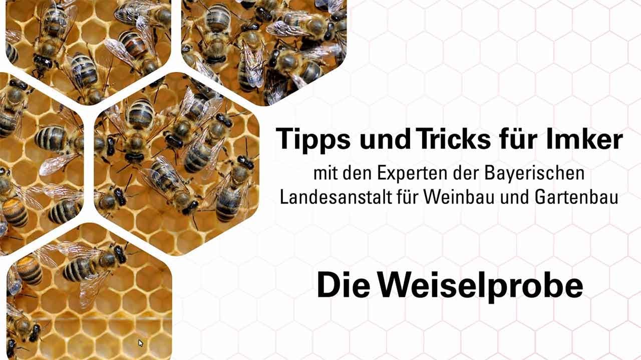 Imkerpraxis: Hat mein Bienenvolk eine Königin?