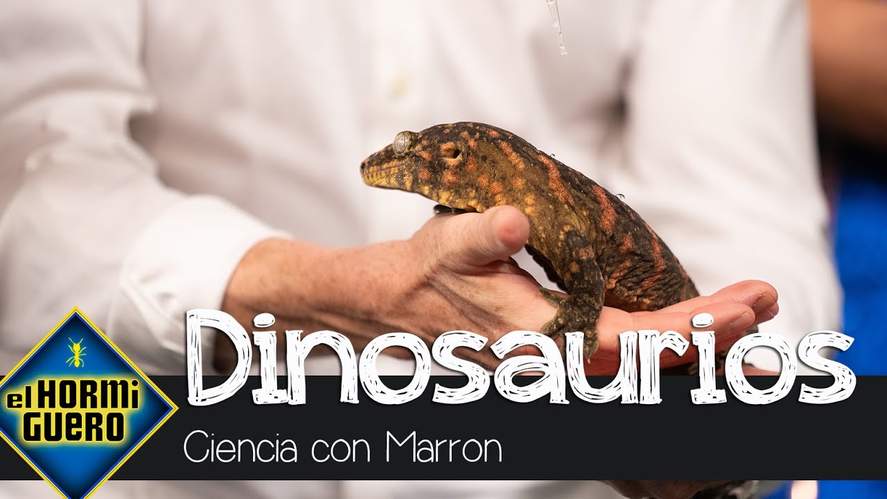 Marron sorprende y trae algunas especies de dinosaurios - El Hormiguero