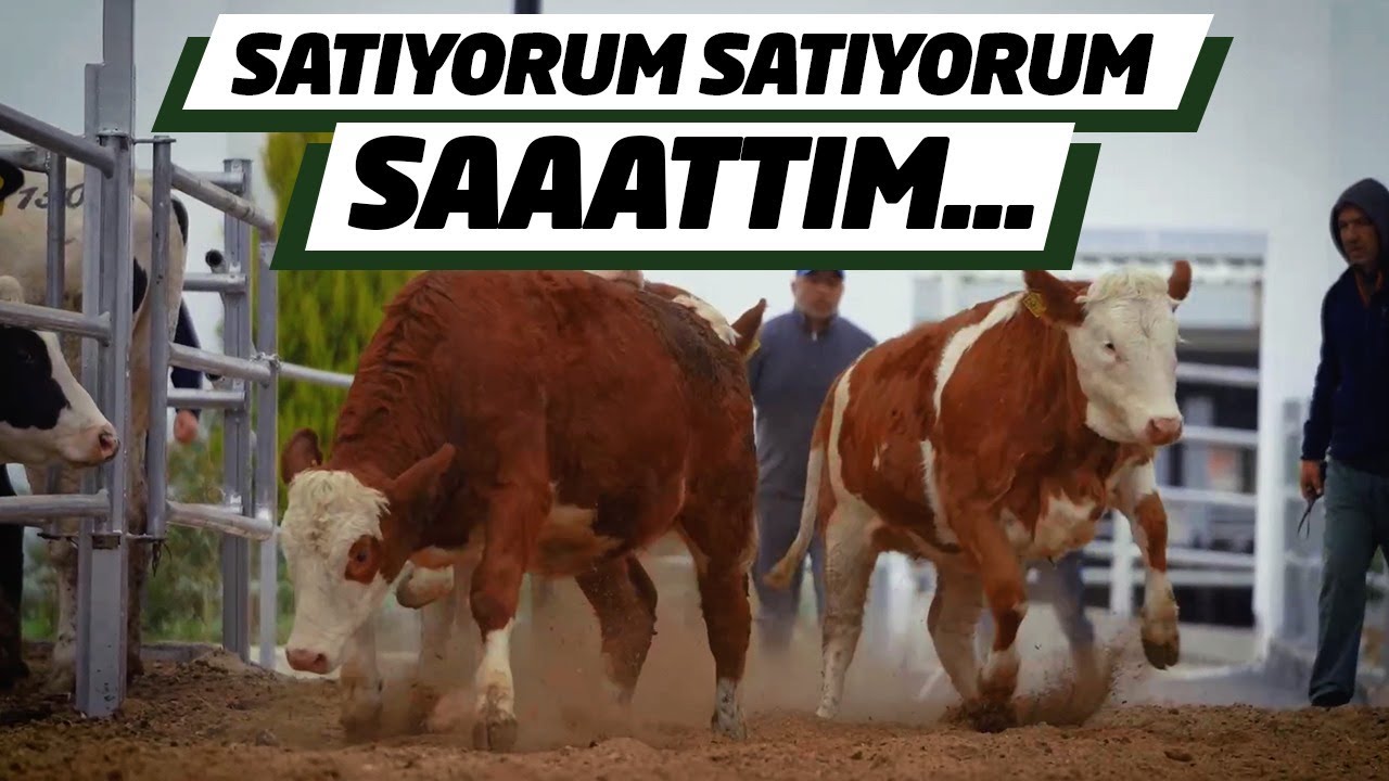 5 Tanesi 350 Bin TL | Türkiye’nin Her Yerinden Gelen Var