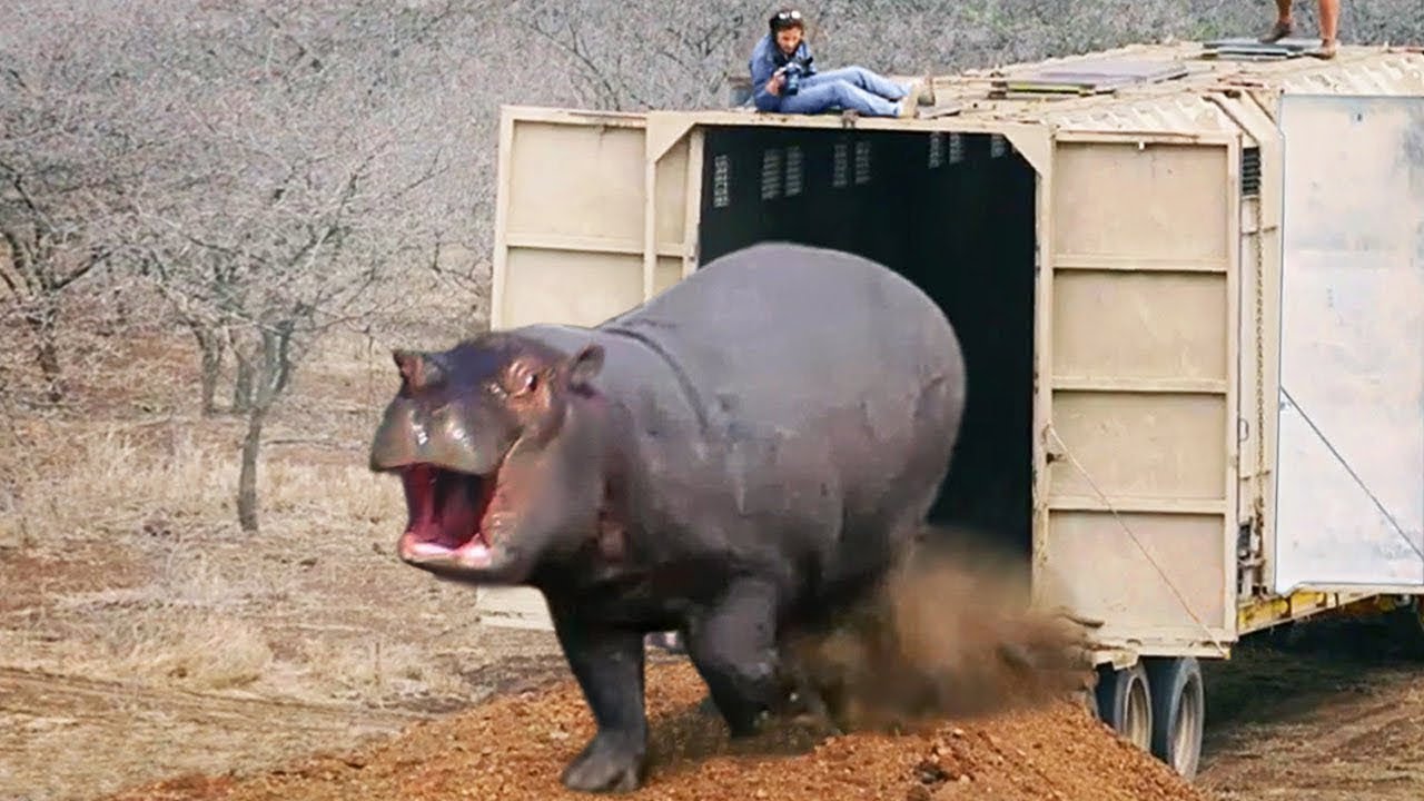 Animaux Lib&eacute;r&eacute;s Pour la Premi&egrave;re Fois !