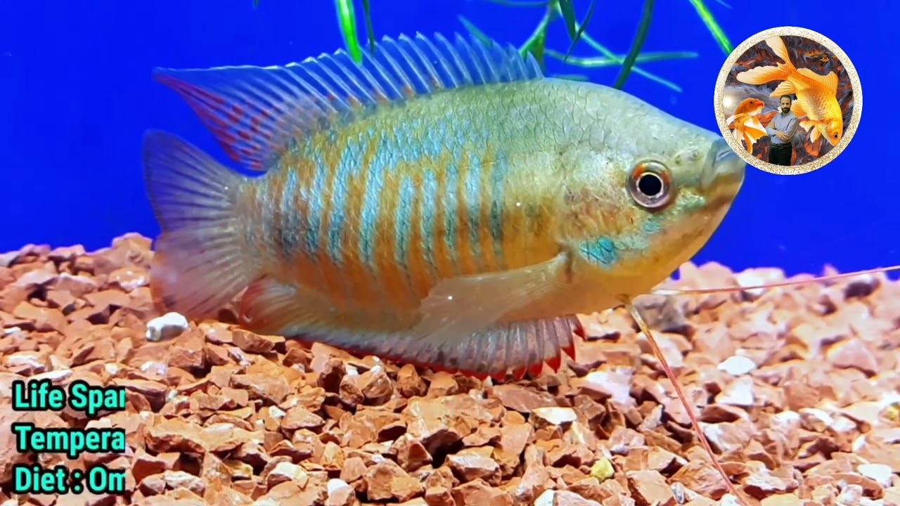 انواع سمك جورامى               Types of gourami fish