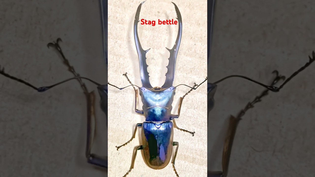 "Amazing Facts About the Stag Beetle | Nature's Powerful Insect"