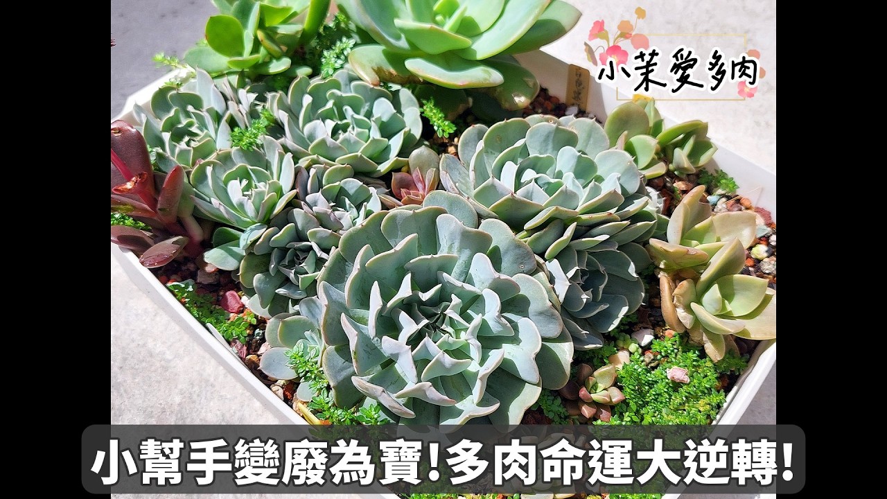 小幫手的多肉雜記/變廢為寶大顯身手/小廢盆生產力爆發/小幫手最近著迷的事|多肉植物|小茉愛多肉|