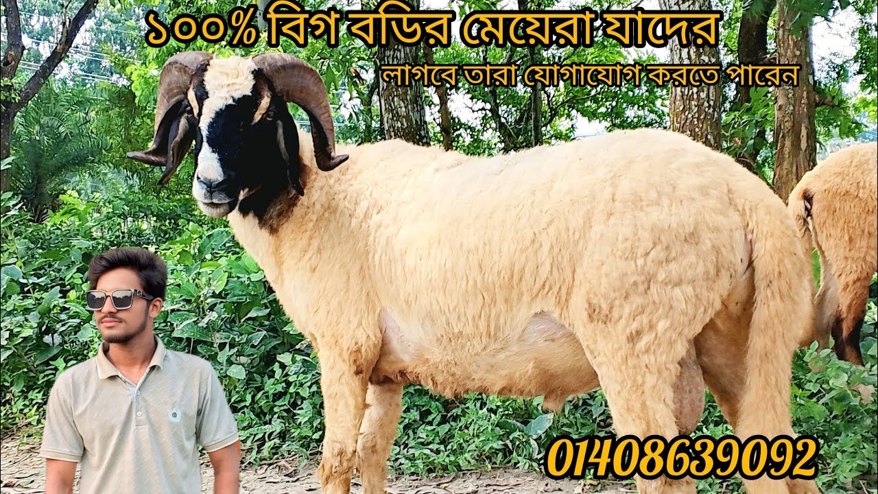 ১০০% বিগ বডির গাড়লের মেয়েরা 