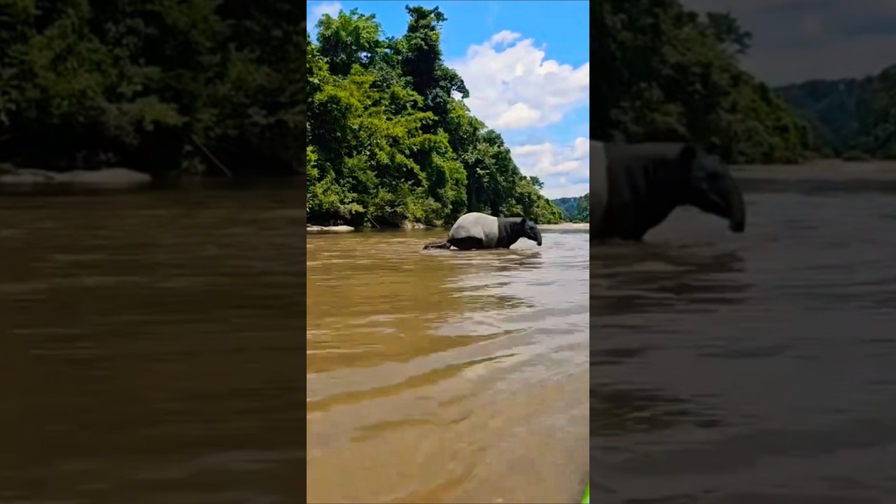 Tapir & Calf Crossing the River | Malayan Tapir at Taman Negara #wildlife #nature