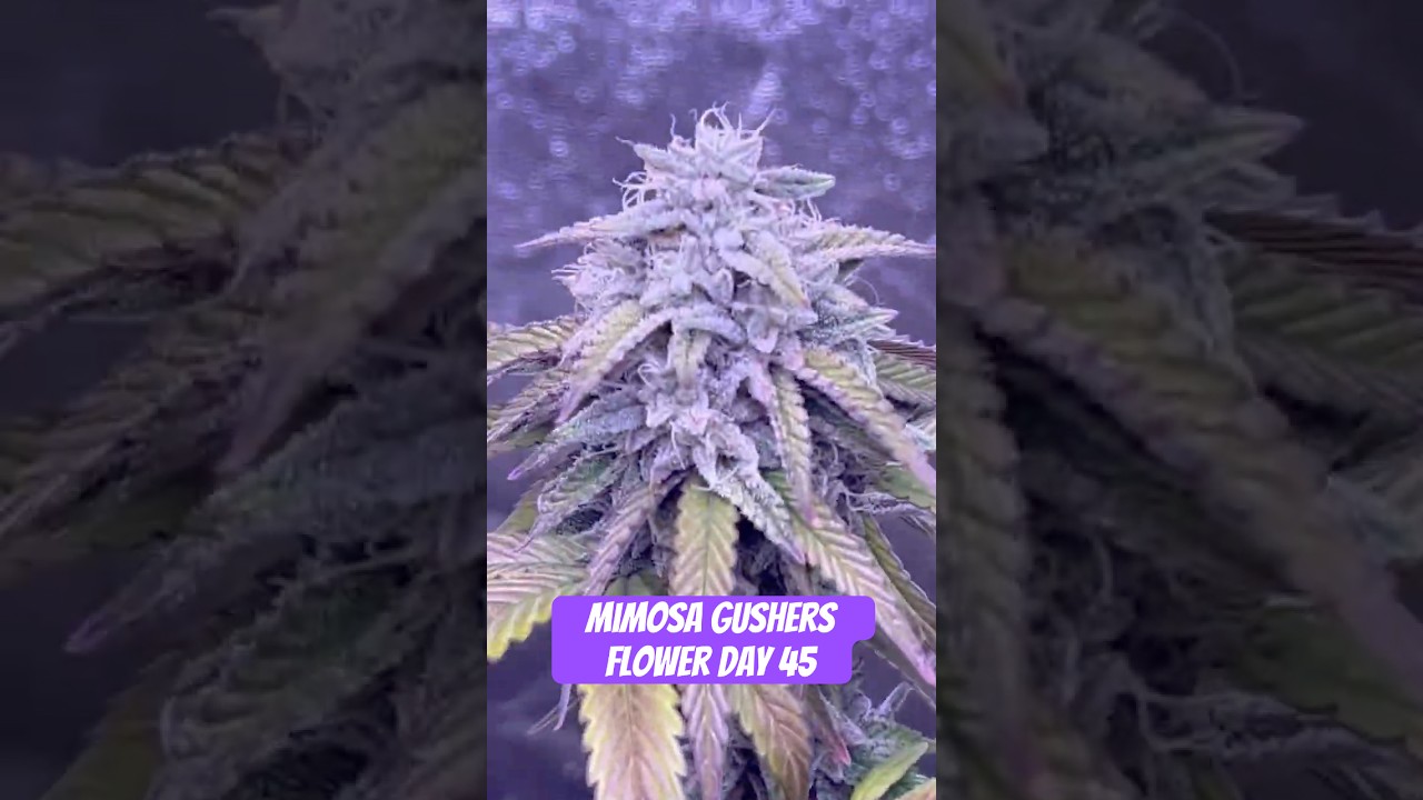 Mimosa Gushers Strain Flower Day 45 XXL LST Scrog  #420 #seedtoharvest #crazybud