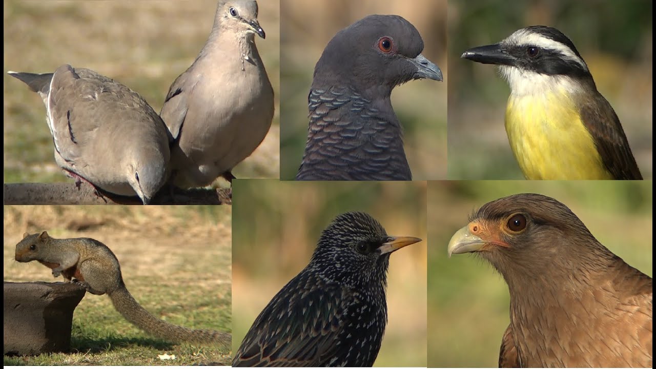 ¿TE GUSTARÍA que muchas AVES visiten tu CASA? Mira...