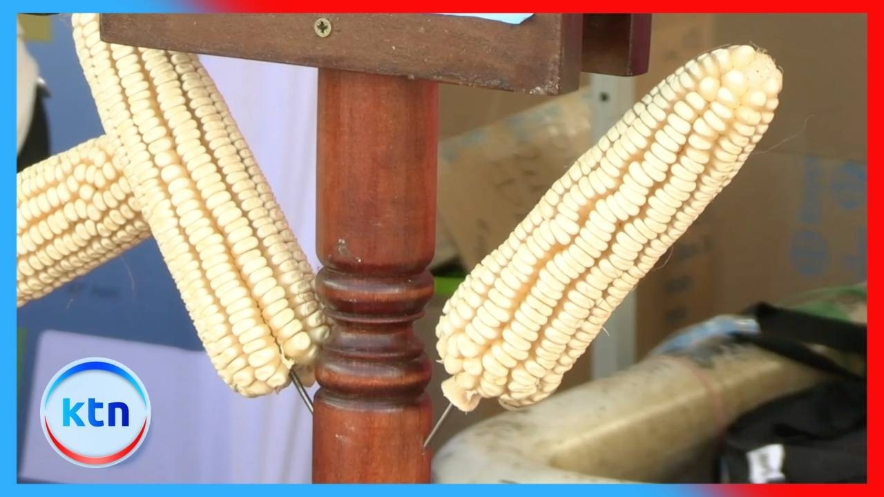 Wakulima Walalamika Hasara Kutokana na Mbeu Feki