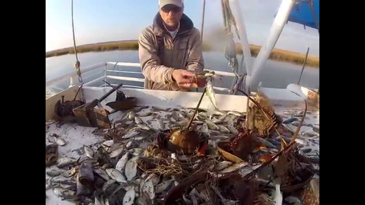 Lady Jane Shrimp Boat Catch 01