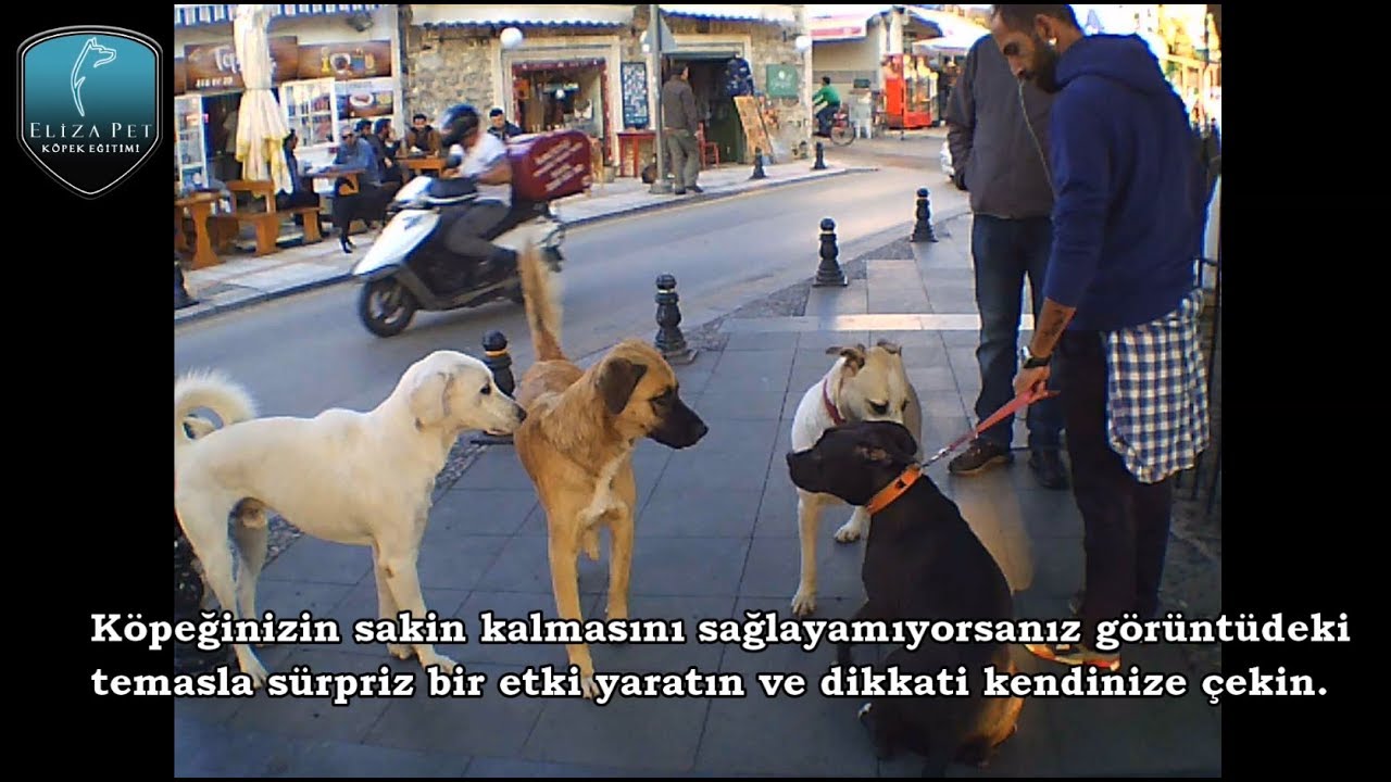 Sokak Köpekleri Saldırdığında Ne Yapmak Gerekir? - 2. Bölüm