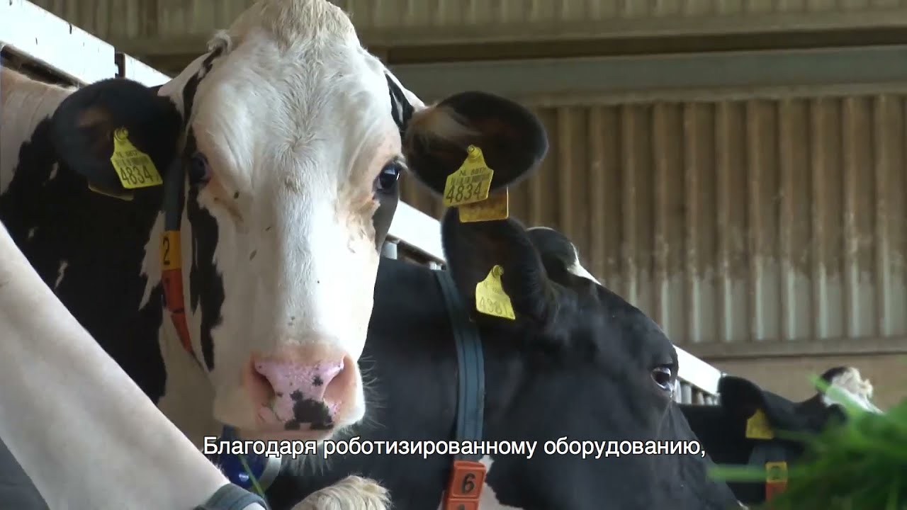 Система определения упитанности коров DeLaval BCS