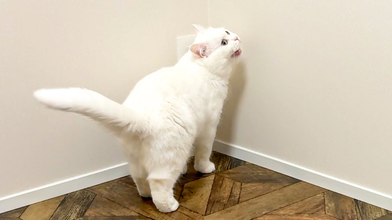 猫の夜鳴きが大きすぎて深夜に叩き起こされました…！