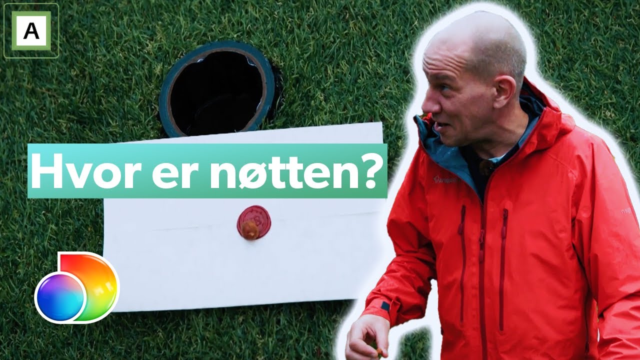 Henrik Elvestad finner ikke nøtten | Kongen befaler | discovery+ Norge