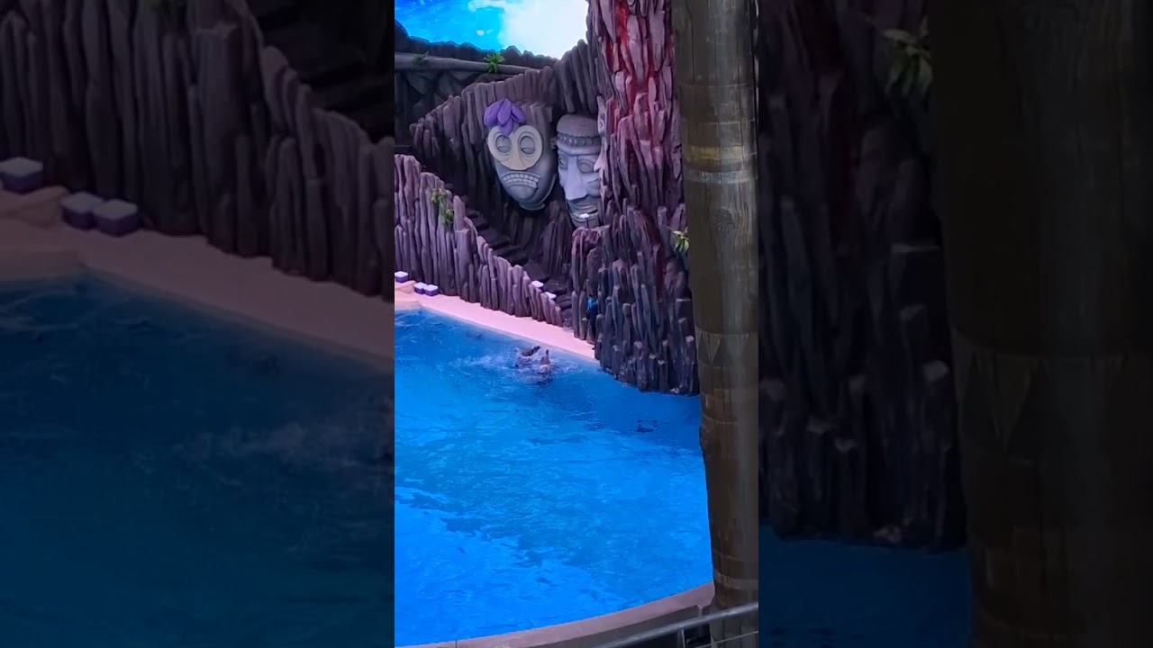 China town,dolphin shows, 