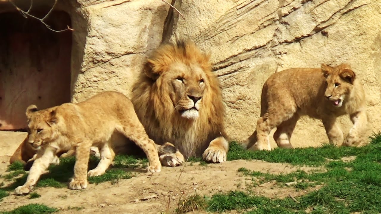 Zoo Zlín – Lešná 2025 | Procházka plná zvířat a jarní atmosféry